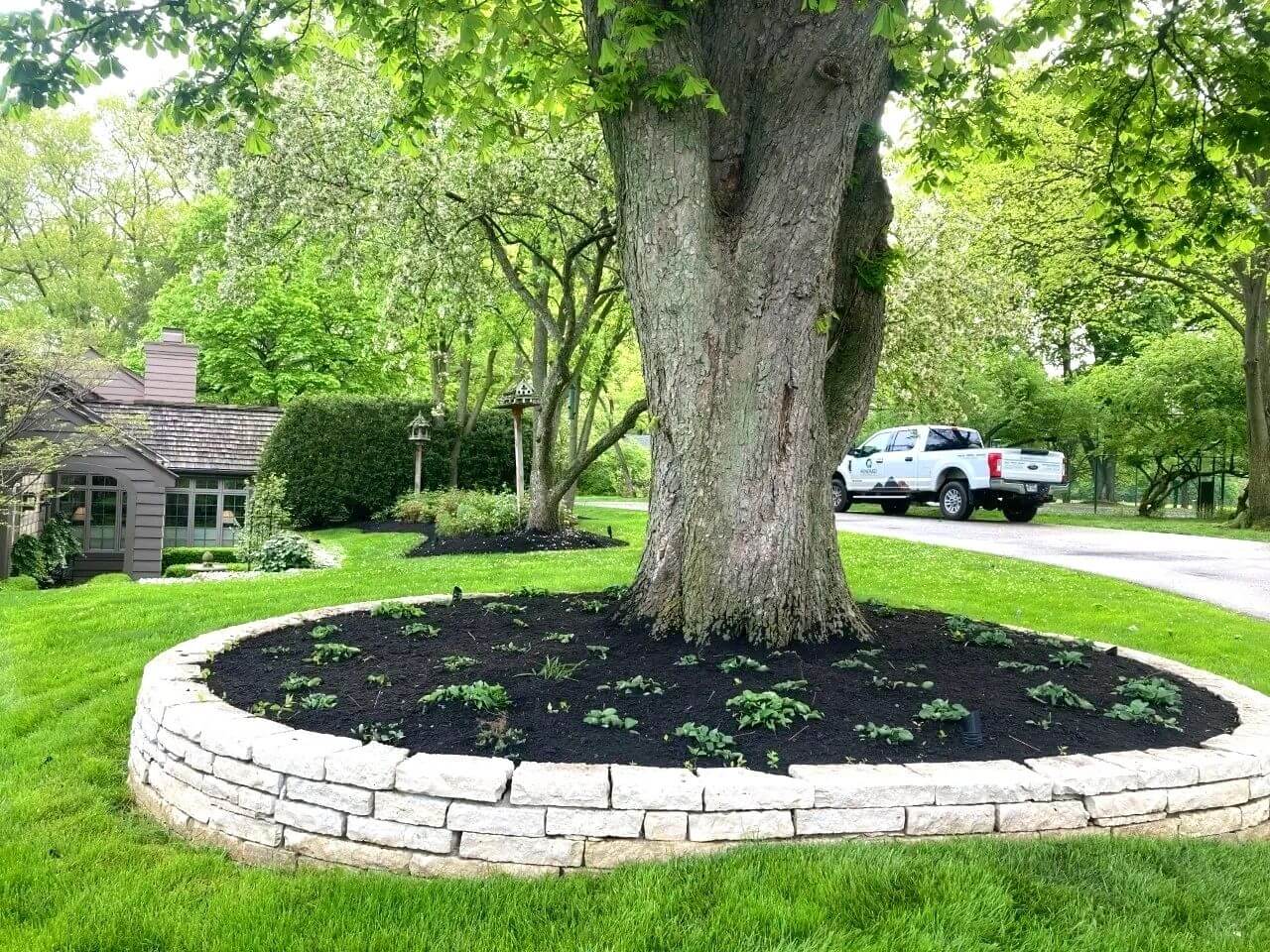 Large tree surrounded by a neat stone border and fresh mulch in a garden.