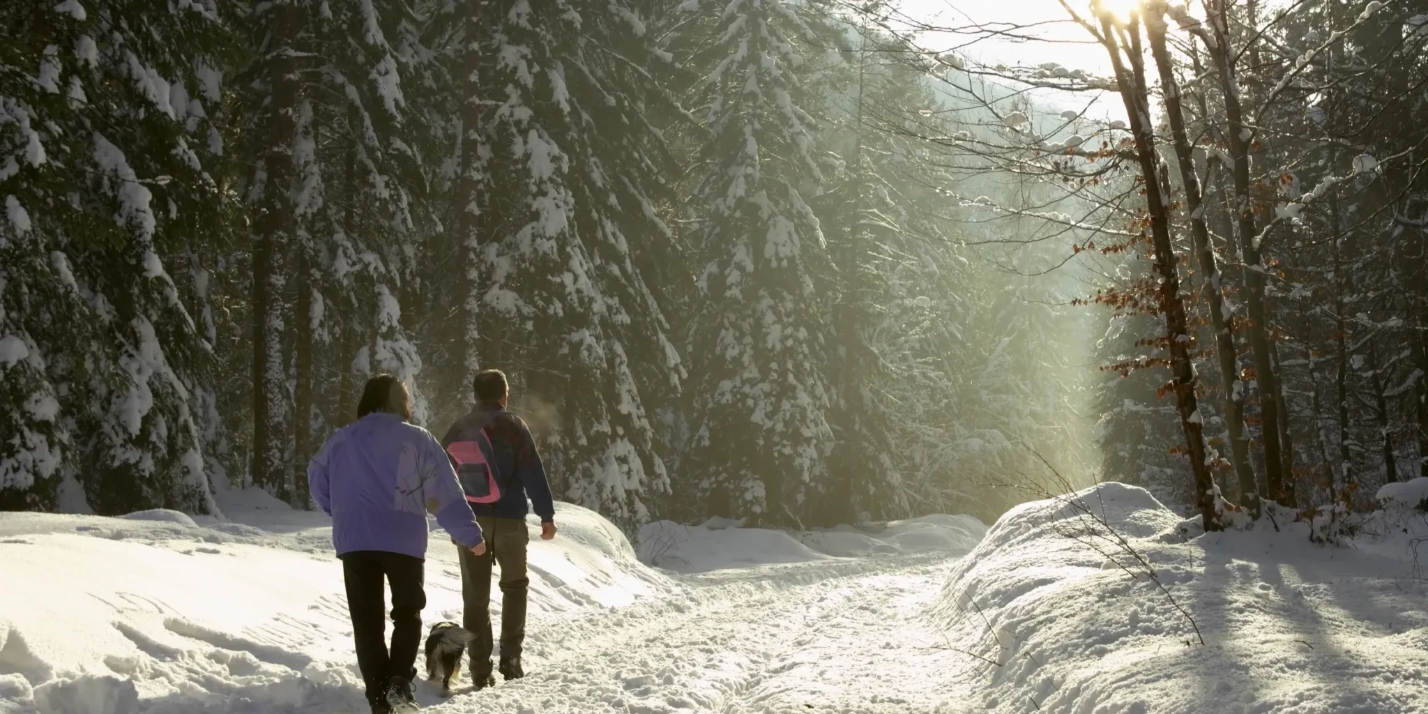 Two people walking on a snowy forest path surrounded by tall trees.