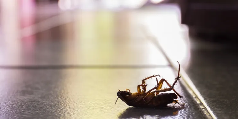A close-up of a dead cockroach lying on its back on tiled floor.