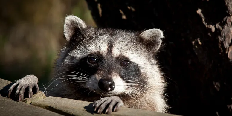 Close-up of a raccoon resting its head on a wooden surface.