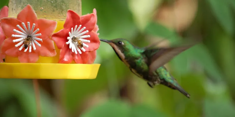 A hummingbird feeding from a red flower feeder.