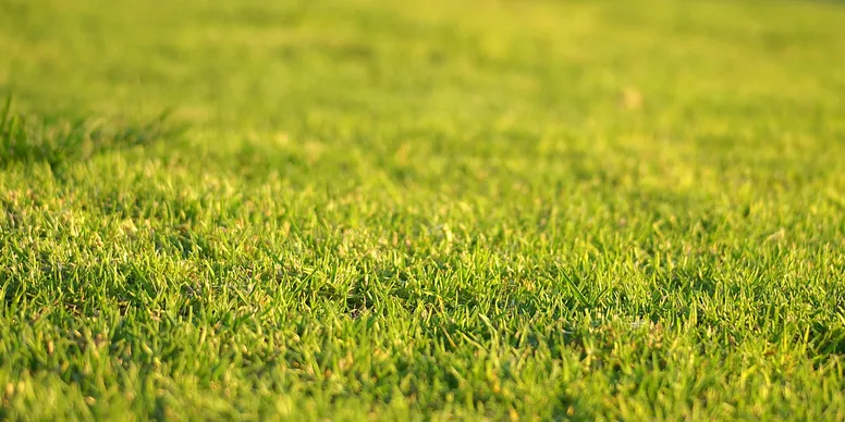 A small bird standing in green grass with a blurred background.