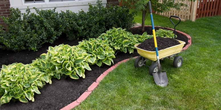 A garden bed with green hosta plants and gardening tools on the lawn.