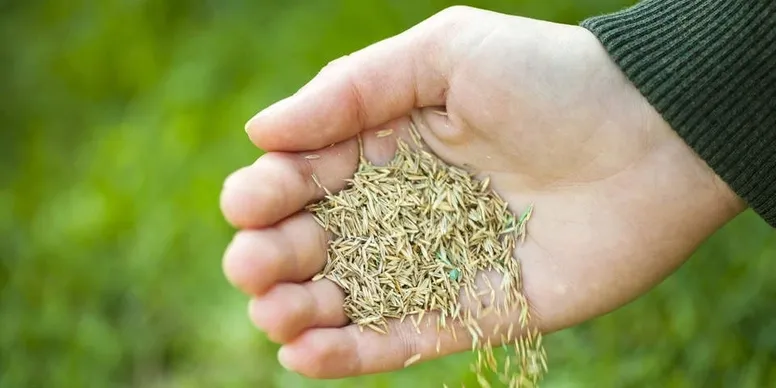 Hand holding and spilling small seeds or grains.