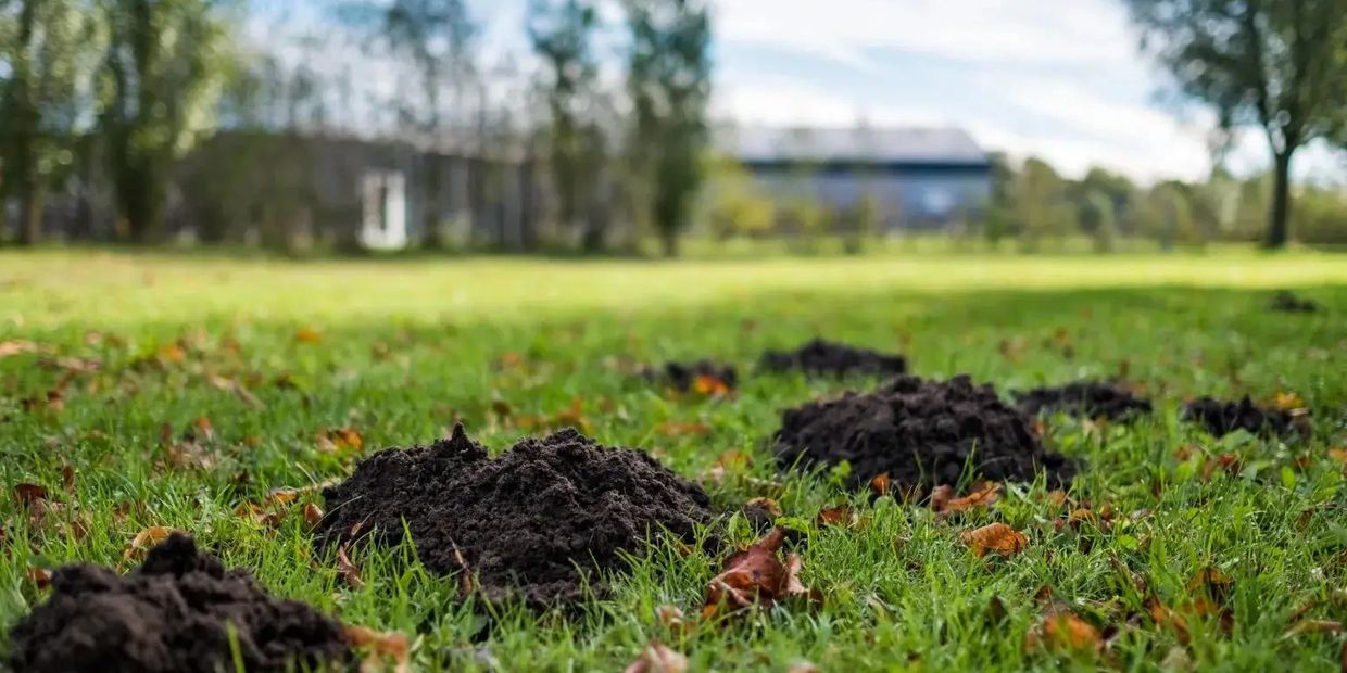 Two molehills on a grassy lawn with a blurred house in the background.