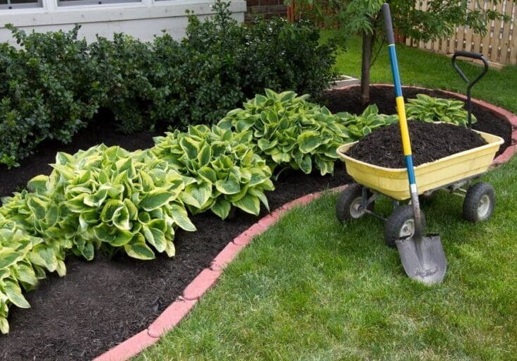A garden bed with lush green hostas bordered by bricks, next to a lawn and gardening tools.