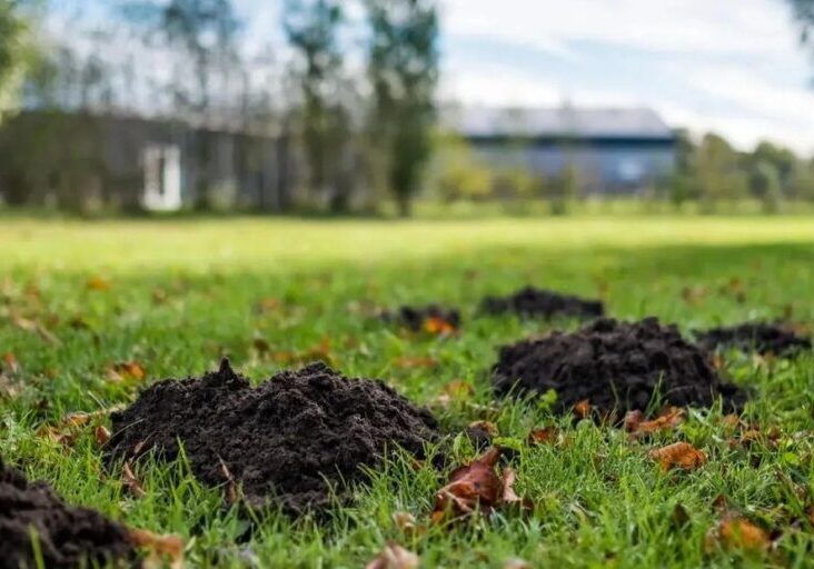 Two molehills on a grassy lawn with a blurred house in the background.