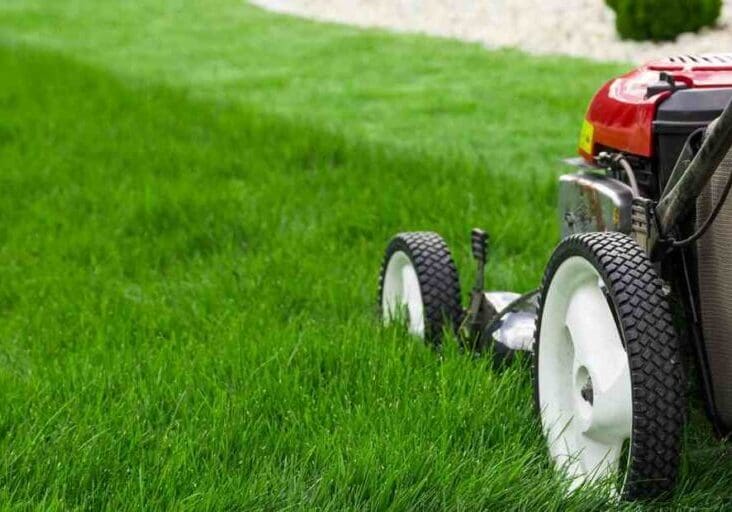 Close-up of a lawn mower cutting lush green grass outdoors.