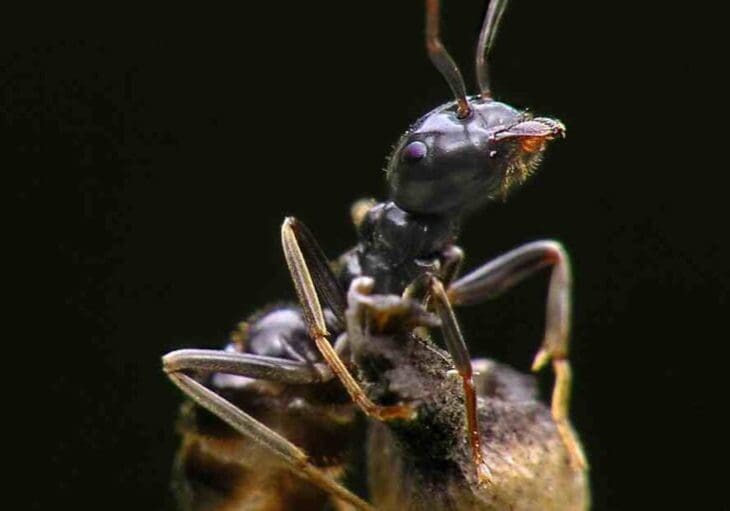 Close-up of a black ant on a natural surface.
