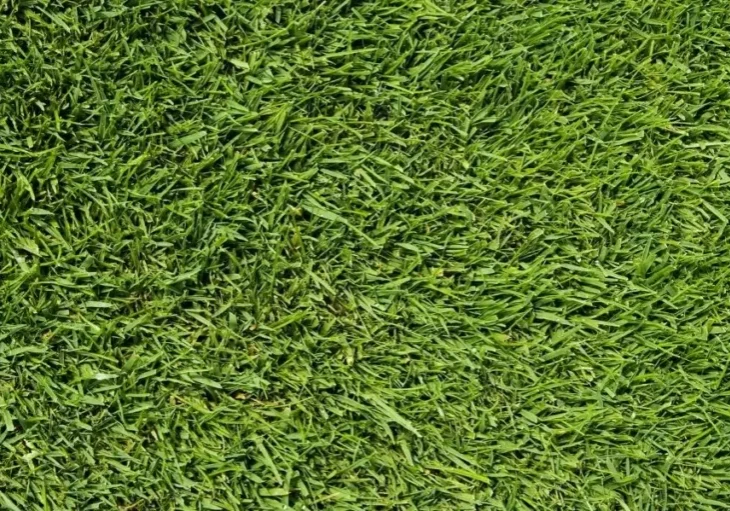 Close-up of fresh green grass blades densely covering the ground.