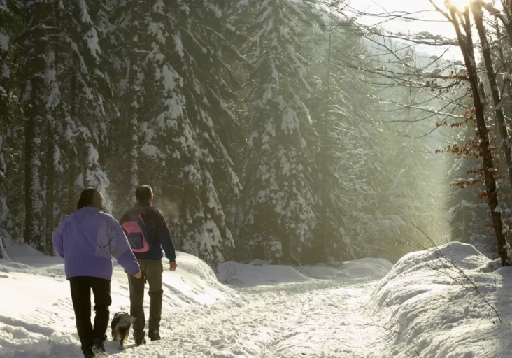Two people walking on a snowy forest path surrounded by tall trees.